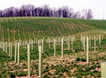 Greenwood Reforestation: Spring Grid 