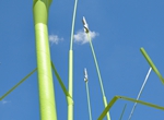 Turfgrass: Detail