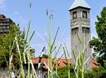 Turfgrass: Mount Royal Station Clocktower 